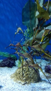 Different type of sea dragon